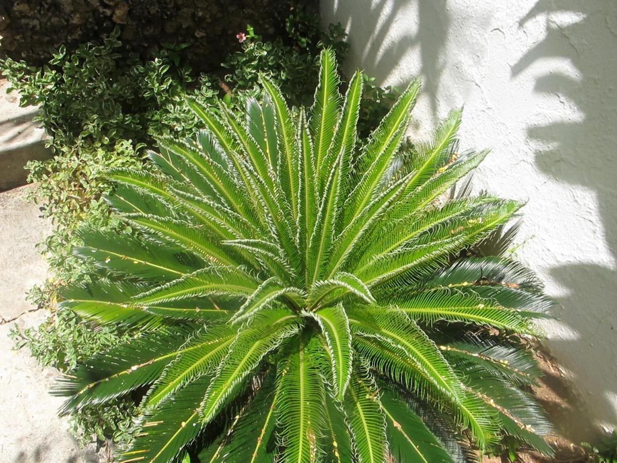 Peponi Hotel Lamu - Kenya Shela Zewnętrze zdjęcie