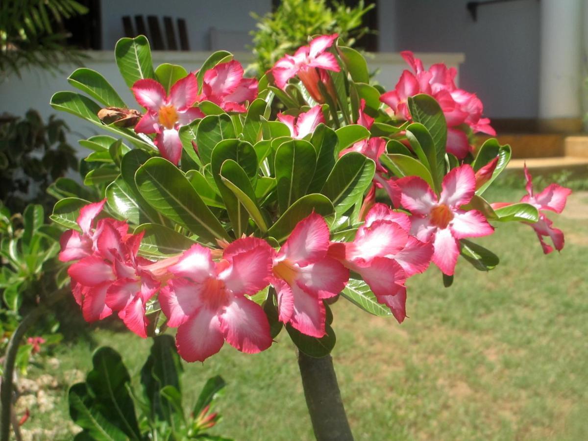 Peponi Hotel Lamu - Kenya Shela Zewnętrze zdjęcie